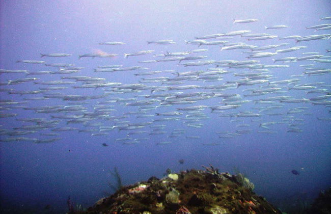 Plongée à Portobelo - Photo 7