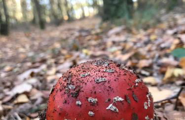 Les Délices de la Vie - Foto 5