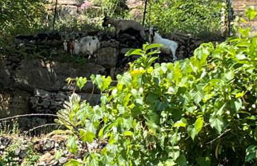 Gîte de Coussane 2 - Photo 5