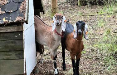 Osada Gęsin - Foto 18