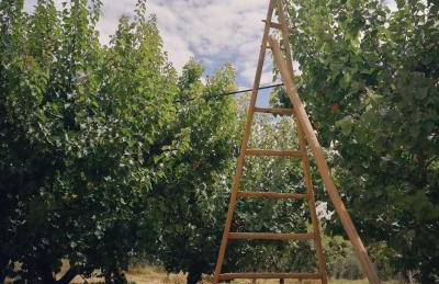 Masseria Marico - Foto 12