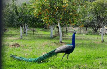 The Lake House'' -Trichonida Lake - Foto 62