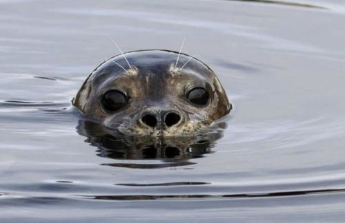 Amazing Sunrise at Coastal Luxury Cabin Rental on Herron Island with Fire Pit and Paddle Boarding near Olympia, Washington - Foto 29