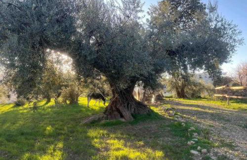 La Cuadra de Finca Don Carmelo - Foto 20