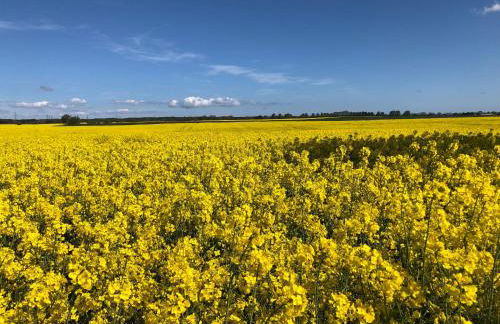 Bungalow in Gristow - Foto 12