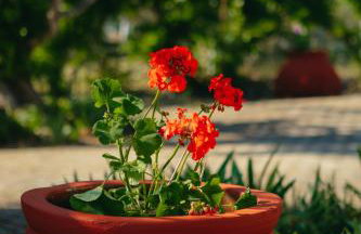 Βίλλα Φανούλα Villa Fanoula - Foto 10