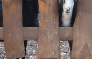 Cuile Casari - Foto 27