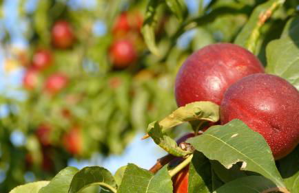 Residence Colle Veroni - Foto 15