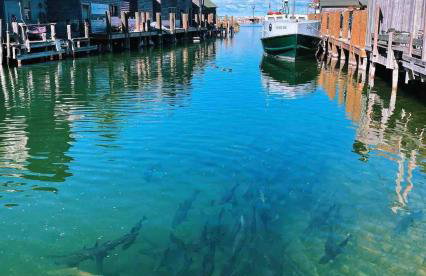 ☆Cherry Farmhouse☆60 Acres☆Central Air☆Fireplace - Foto 47