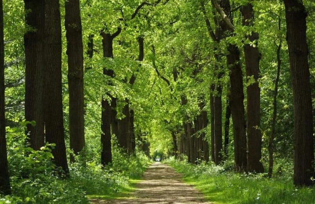 Holiday Home in Balk Near Frisian Lakes - Foto 31