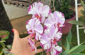 Mansão Primavera 03 quartos, piscina e churrasqueira - Foto 18