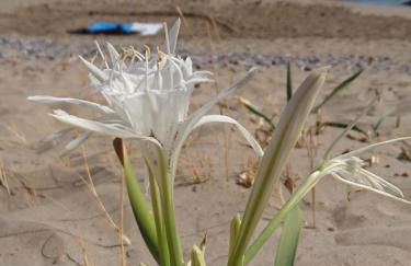 Nikos House - Foto 22