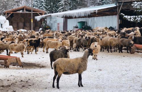 Owca za płotem - Foto 30