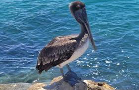 Sunny house 2mil beach - Foto 13