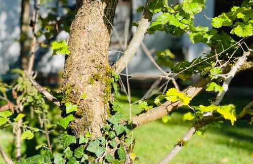 Glücksfleckerl - Foto 10