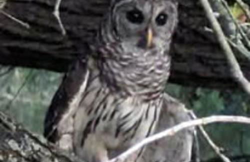 Gerrie's Place at Figment Ranch Foundation Animal Sanctuary near Round Top Texas - Foto 33