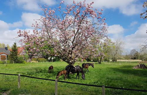harle-casa.ostfriesland - Foto 54