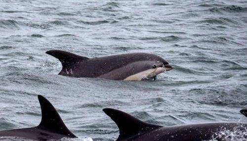 Pegasus Place - Foto 3