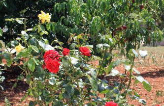 Apartments by the sea Ugljan - 830 - Foto 9