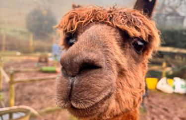 Ruby's Retreat! Farm Stay! North devon! Sleeps 6! Beaches Exmoor! - Foto 1