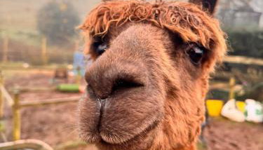 Ruby's Retreat! Farm Stay! North devon! Sleeps 6! Beaches Exmoor! - Foto 1