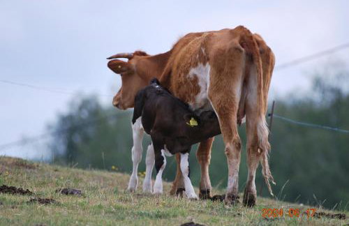 Siedlisko na Górce - Foto 42