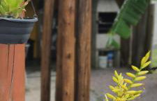 Cabana Rústica Praia do Sonho - Foto 13