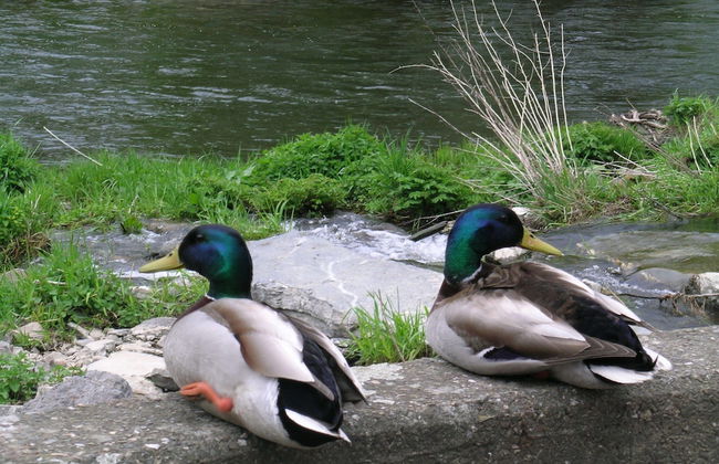 Sunny Garden Cottage, Alle - Foto 30