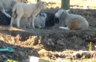 Scorrabrae Orphir Mainland Orkney South Shore Retreat - Photo 58