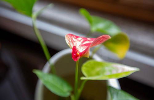 Casa dos Livros - Guest House - Foto 79