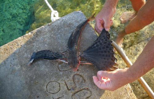 Apartmani Surjan - Foto 6