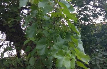 Gästehaus am Main - Foto 30