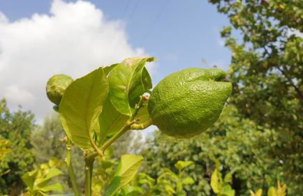 Casa on large property with private Pool - Foto 36