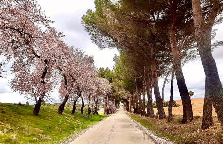 Dehesa Vieja Casa Rural - Foto 14