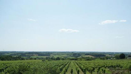 Domaine des Ortinieres - Foto 3