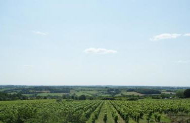 Domaine des Ortinieres - Foto 3