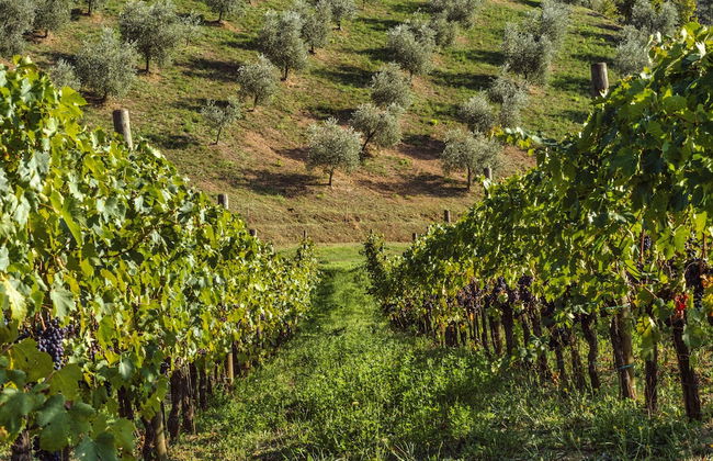 Le Ragnaie - Foto 59