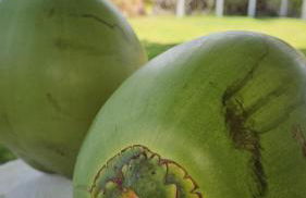 Maravilhosa Casa Pé na Areia 2 - Foto 40