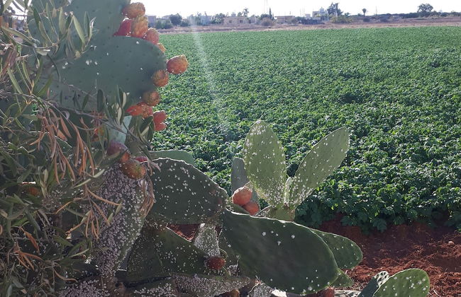 Stunning Spacious 2-bed Apartment in Liopetri - Foto 31