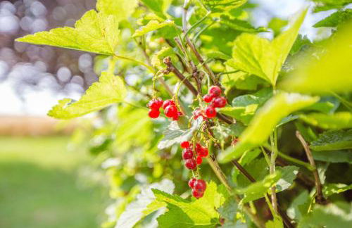 Polderhaus Deichblick direkt am Dullart - Foto 11