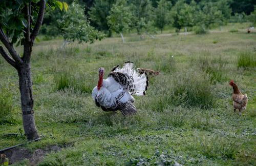 Group Getaway on Working Farm! Near Saratoga - Foto 26