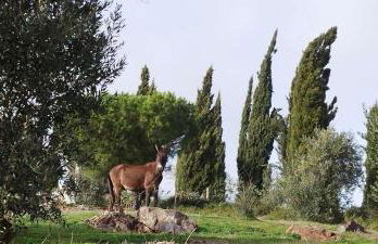 Casa da Ermida Cottage with Jacuzzi and fantastic views - Foto 33