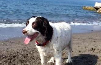 Appartamento - IRIS - Vallecrosia - Photo 44