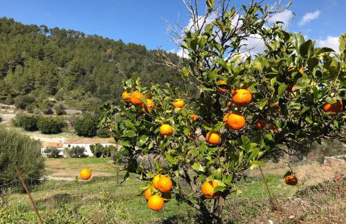 Agroturismo Finca Can Sec - Foto 12