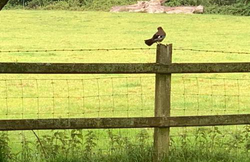 Canllefaes Cottages - Foto 60