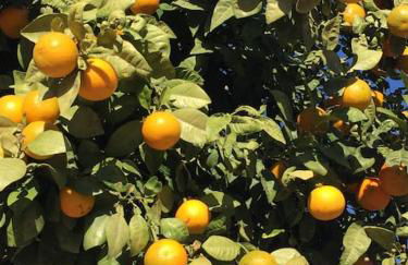 Casa Gemela - Foto 27