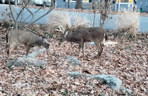 Massanutten Resort Home - Quiet, Convenient, Family- and Pet-Friendly - Foto 17