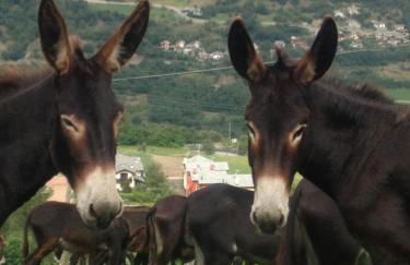 Affittacamere Chez Magan - Foto 18