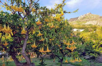 Residence Limoneto Ischia - Foto 31