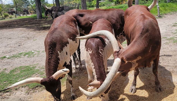 Vedremo molti esemplari di fauna